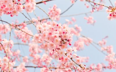 June 17th Robe Offering Ceremony, Upcoming Retreats, & Visiting Teachers!
