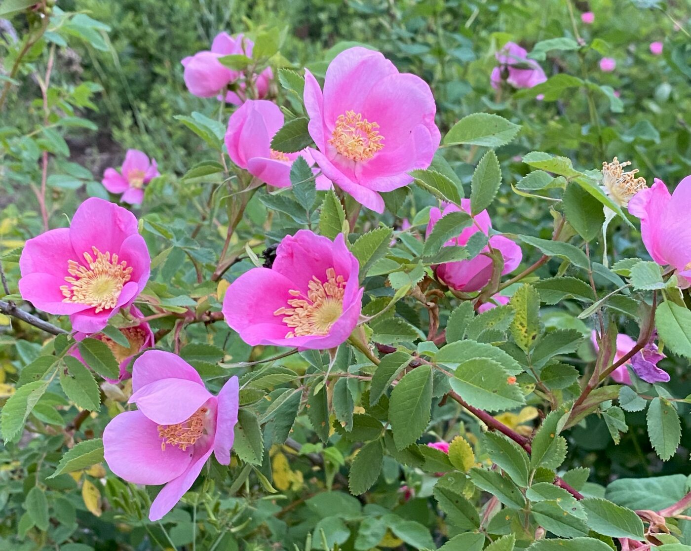 Flowers blooming at Cascade Hermitage